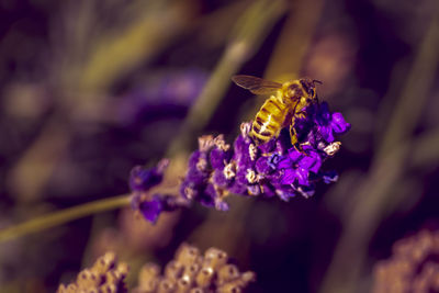 Close-up of honey bee pollinating on fresh purple flower