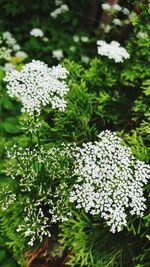 Flowers blooming outdoors