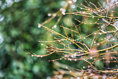 Close-up of plant against blurred background