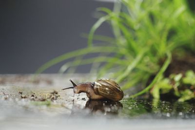 Snail on field