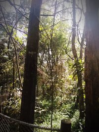 Trees in forest