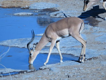 View of deer drinking water from land