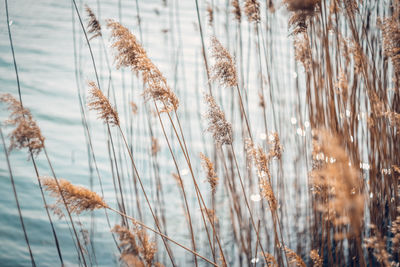 Close-up dry plants against sea