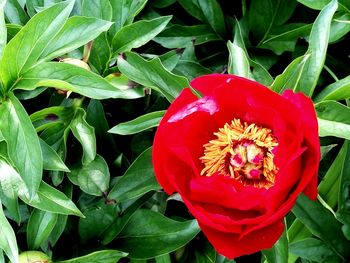 Close-up of bee on red flower