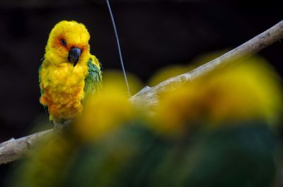 Close-up of bird perching on branch