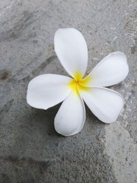 Close-up of frangipani blooming outdoors