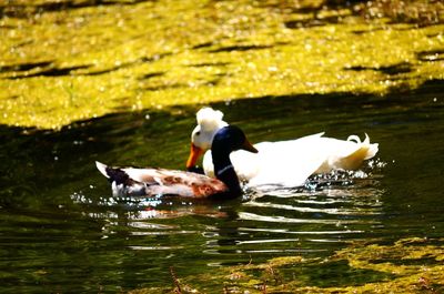 Swans swimming in lake
