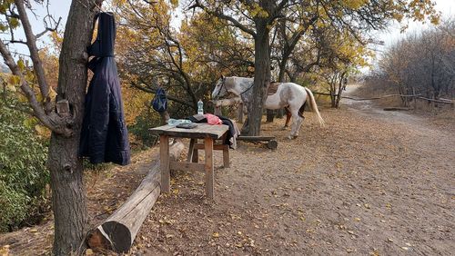 Horses in a field