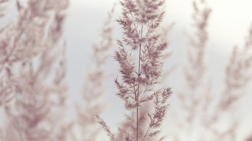 Close-up of snow on plant