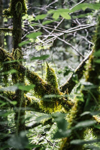 Close-up of snake on branch