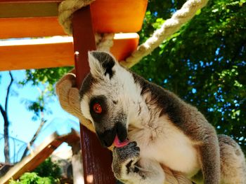 Close-up of ring-tailed lemur