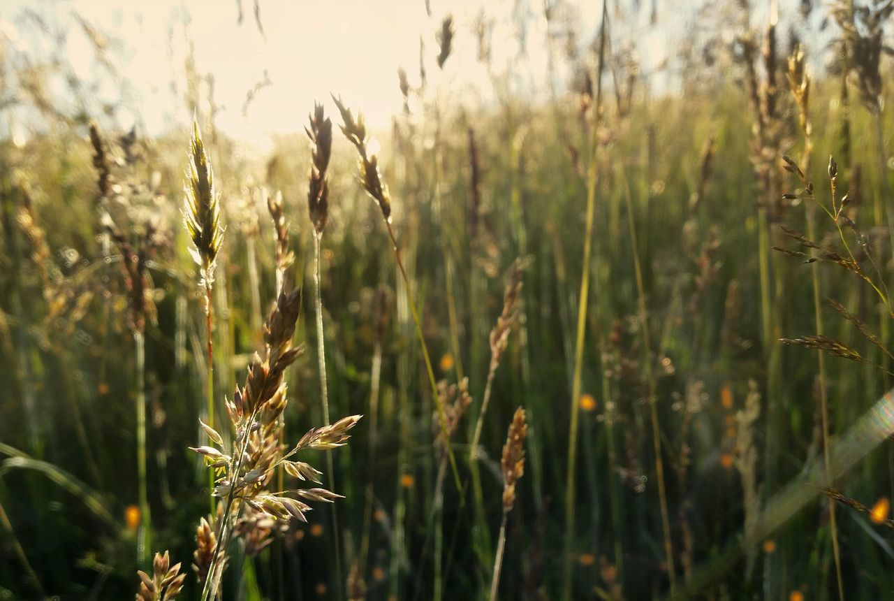 growth, plant, beauty in nature, nature, focus on foreground, tranquility, field, land, no people, close-up, day, outdoors, green color, selective focus, crop, agriculture, sunlight, landscape, rural scene, farm, stalk