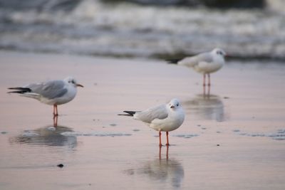 Seagulls on beach