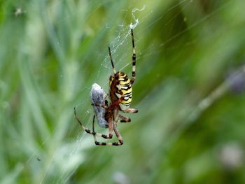 Close-up of spider on web