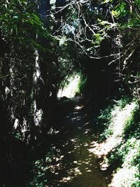 Trees growing in forest