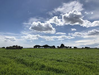 Scenic view of field against sky