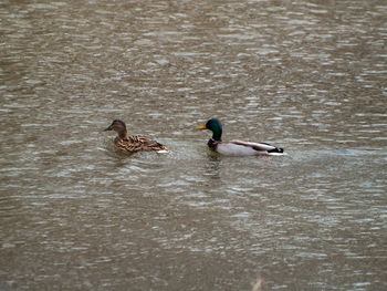 Ducks swimming in lake