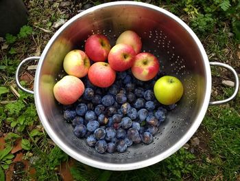 Close up of home grown organic damson fruit and orchard garden apples in metal calendar on grass 