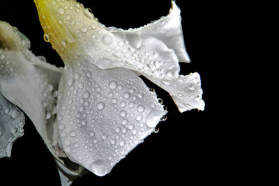Close-up of water drops on leaf against black background