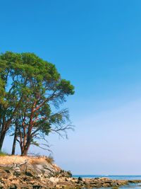Tree by rocks against clear blue sky