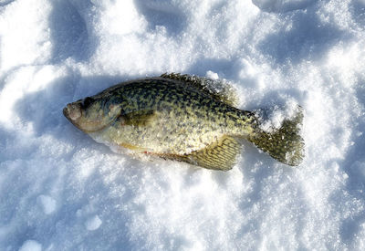 View of fish on ice