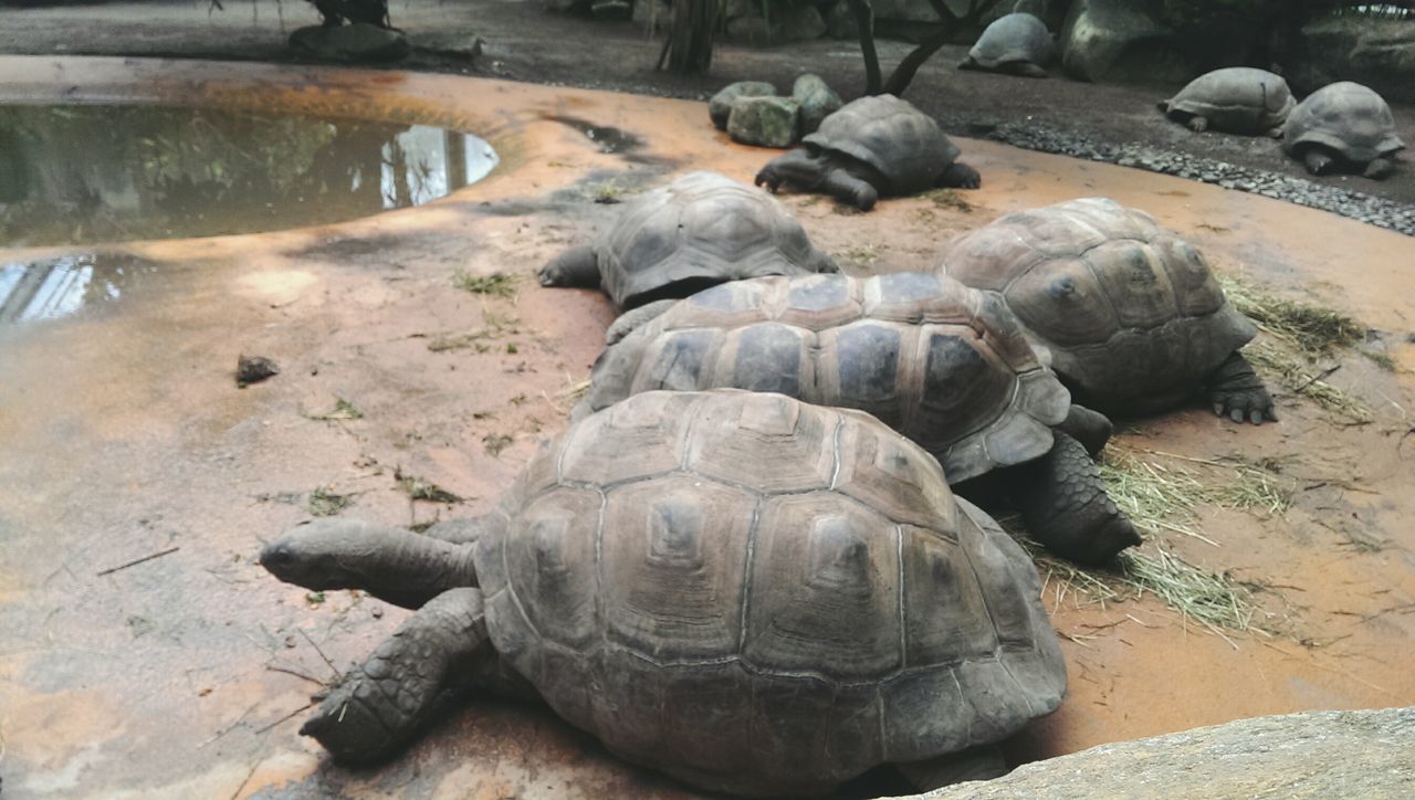 sculpture, rock - object, statue, art and craft, animals in the wild, stone, human representation, animal themes, wildlife, art, nature, creativity, stone - object, day, bird, outdoors, rock, no people, sunlight, turtle