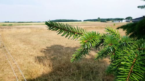 Plant growing on field against sky