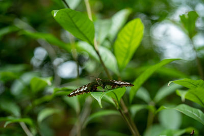 Close-up of butterfly  on plant