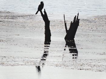 Low section of silhouette man on beach