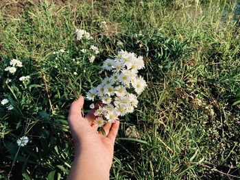 Midsection of person holding flowering plant in field