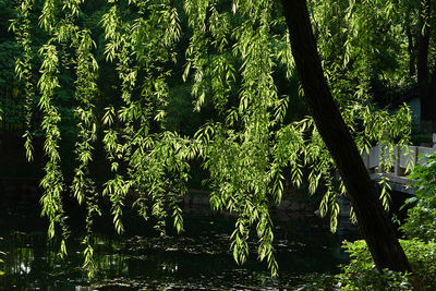 Scenic view of lake in forest