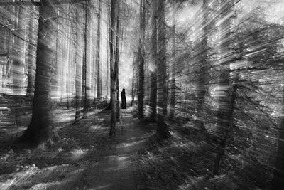 People walking on street amidst trees in forest