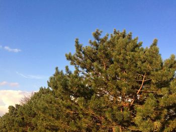 Low angle view of trees against sky