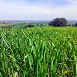 Scenic view of agricultural field against sky