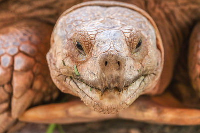 Close-up of lizard
