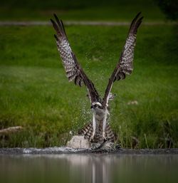 Bird flying over a lake