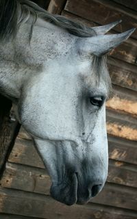 Close-up of horse