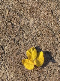 High angle view of yellow leaf