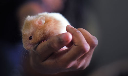 Close-up of hand holding hamster