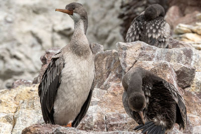 Birds perching on rock
