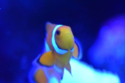 Close-up of fish swimming in aquarium