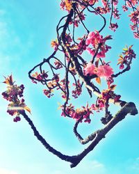 Low angle view of pink flowers against blue sky