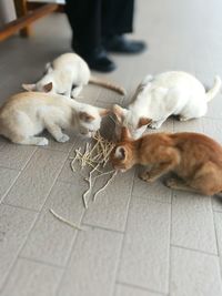 High angle view of a cats