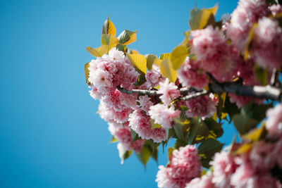 Close-up of fresh pink flowers blooming against clear sky