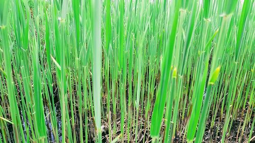 Full frame shot of bamboo on field