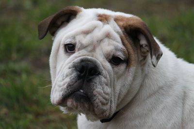 Close-up portrait of dog