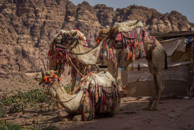 View of umbrellas on rock formation