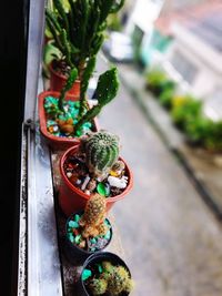 Close-up of potted plant