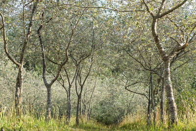 Trees in forest during autumn