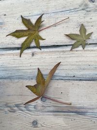 High angle view of maple leaf on table